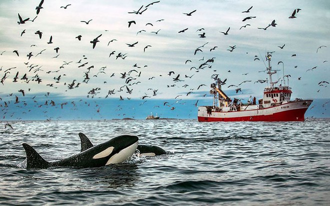 Những khoảnh khắc tuyệt đẹp và ấn tượng về loài cá voi - Ảnh 5.