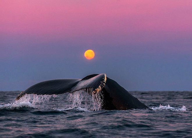 Những khoảnh khắc tuyệt đẹp và ấn tượng về loài cá voi - Ảnh 6.