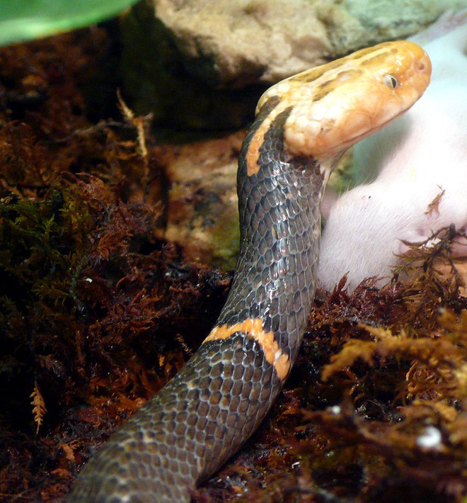 4 loài rắn cực độc được tìm thấy nhiều nhất ở Fansipan - Ảnh 4.