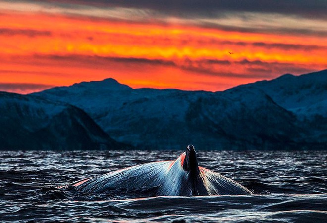 Những khoảnh khắc tuyệt đẹp và ấn tượng về loài cá voi - Ảnh 8.