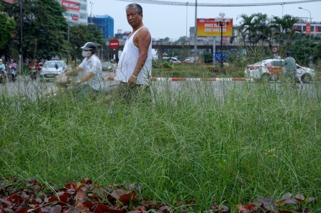 Chủ tịch HN Nguyễn Đức Chung nói gì việc cỏ mọc um tùm trên phố? - Ảnh 1.