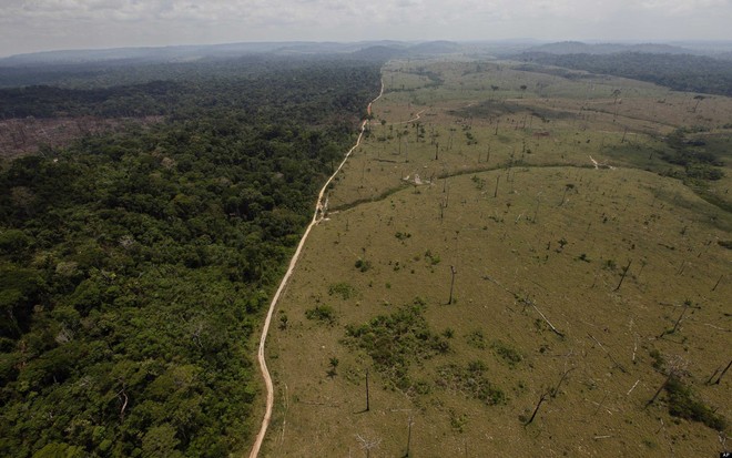Chuyện gì xảy ra nếu rừng Amazon biến mất? - Ảnh 2.