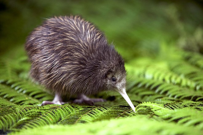 Đây là loài động vật sẽ bị xóa sổ khỏi New Zealand - Ảnh 2.
