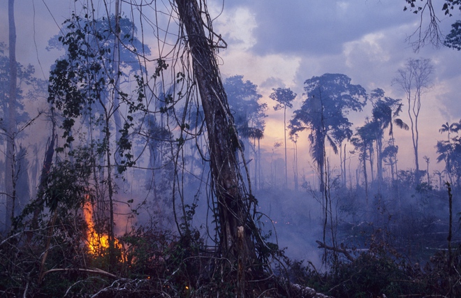 Chuyện gì xảy ra nếu rừng Amazon biến mất? - Ảnh 3.