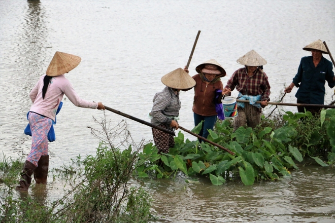 Nước lũ ngập đồng, người dân đổ xô đi săn chuột - Ảnh 8.