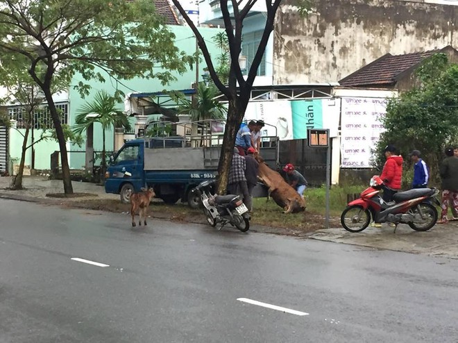 Đà Nẵng: Bò mới sinh con bị chặt chân, chặt đuôi vì ăn rau trong vườn gây xôn xao - Ảnh 3.