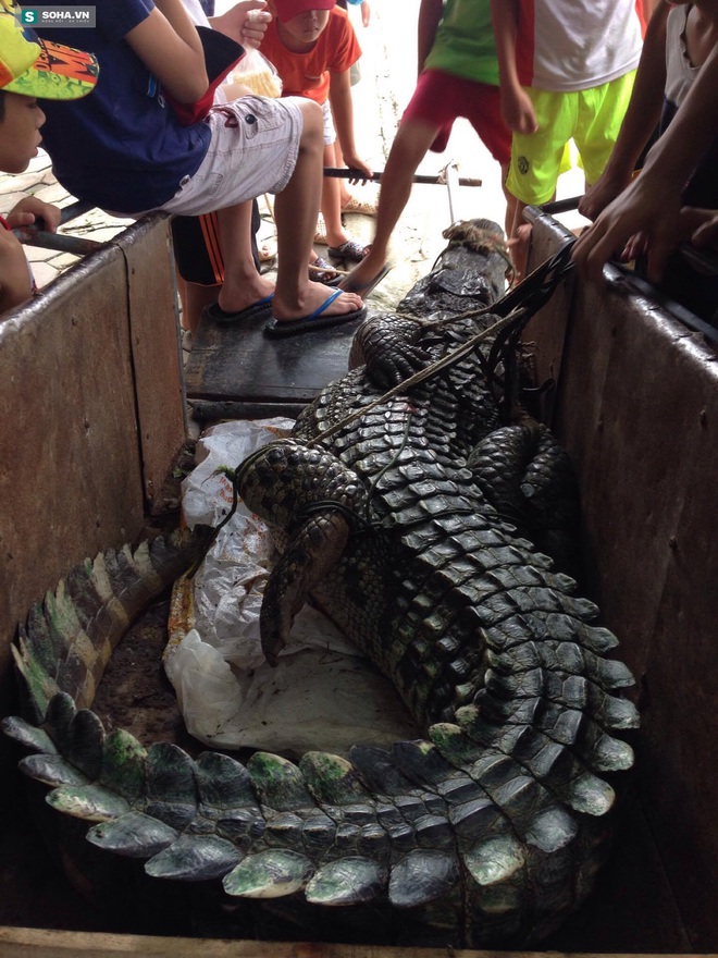 Những hình ảnh đáng sợ về con cá sấu dài gần 3 mét, nặng hơn 70kg - Ảnh 3.