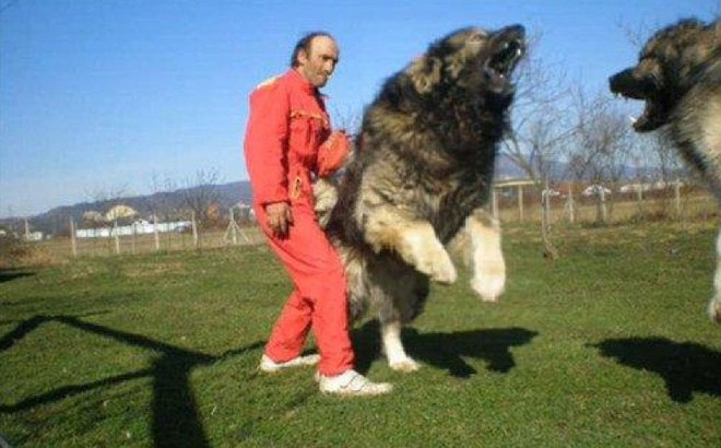 Ngao Tây Tạng đã là gì, đây mới là vua chó chọi máu chiến nhất hành tinh - Ảnh 3.
