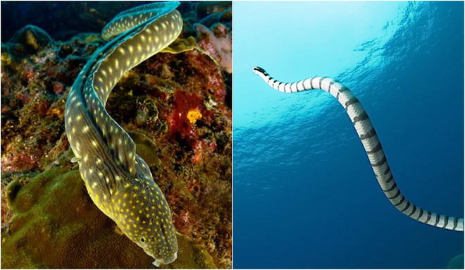 Cám cảnh rắn biển bị lươn điện giật khi đang chén con mồi - Ảnh 3.