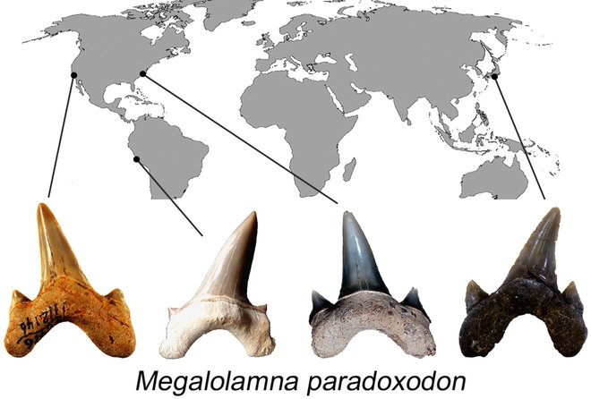 Phát hiện dấu tích của loài cá có họ với siêu cá mập Megalodon - Ảnh 5.