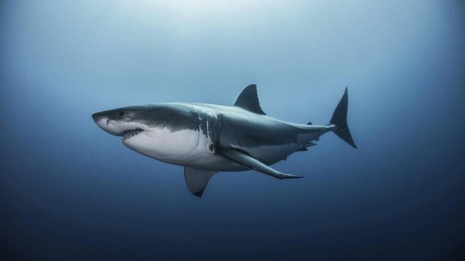 Phát hiện dấu tích của loài cá có họ với siêu cá mập Megalodon - Ảnh 6.