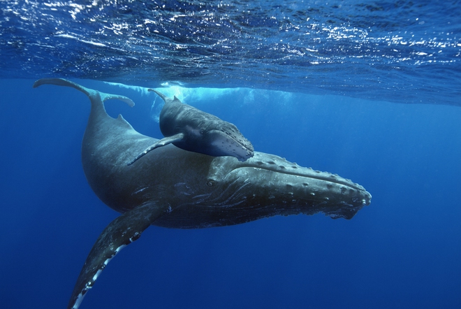 Clip lay động trái tim: Cá voi con cứu mẹ khỏi lưỡi hái tử thần - Ảnh 3.