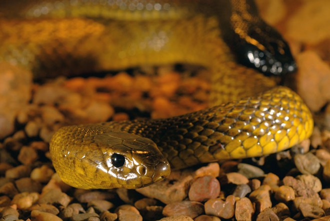 Taipan nội địa: Loài rắn có nọc độc giết chết 100 người cùng lúc - Ảnh 2.