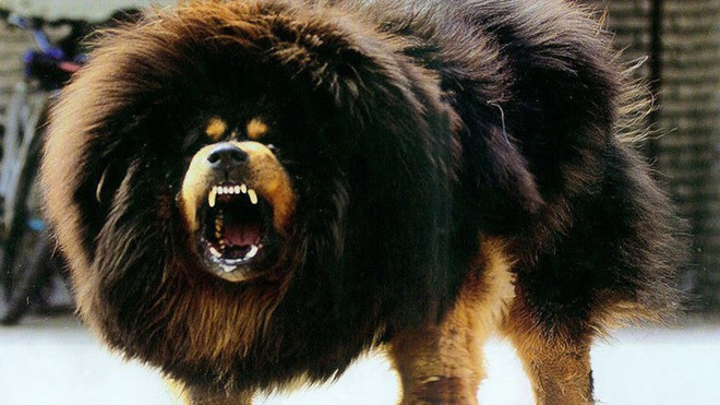 Quên ngao Tây Tạng đi, đây mới là loài chó có cú cắn hủy diệt nhất thế giới - Ảnh 1.