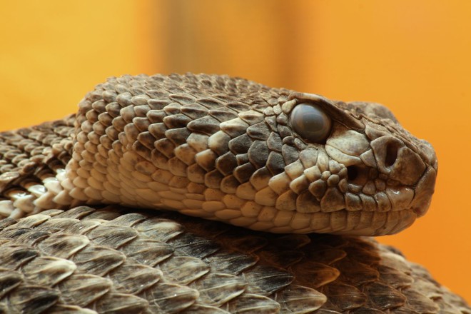 Cám cảnh rắn độc Viper bị kẻ thù nhẹ ký làm thịt ngon lành - Ảnh 5.