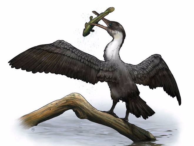 Phát hiện loài chim 90 triệu năm tuổi có thể tiên đoán vận mệnh Trái Đất - Ảnh 1.