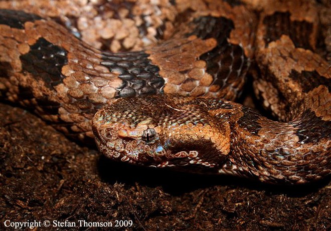 4 loài rắn cực độc được tìm thấy nhiều nhất ở Fansipan - Ảnh 5.