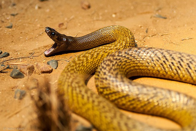 Taipan nội địa: Loài rắn có nọc độc giết chết 100 người cùng lúc - Ảnh 6.