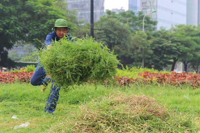 Hà Nội cắt cỏ trở lại sau 3 tháng tạm dừng - Ảnh 1.