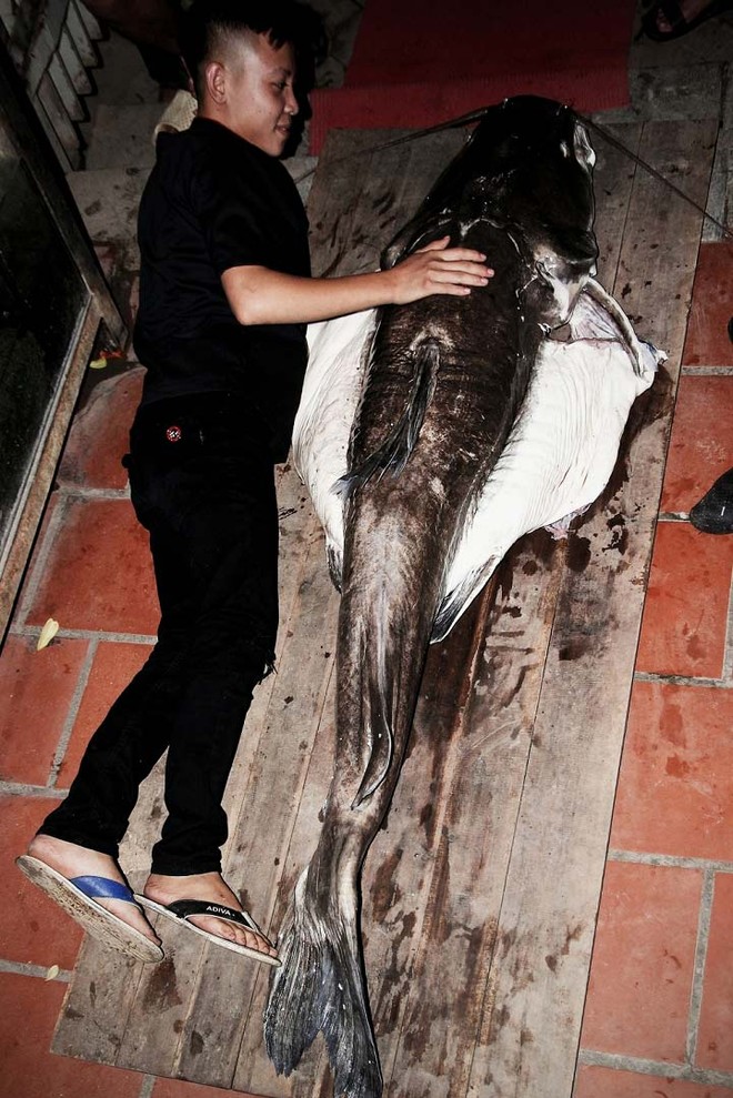 Cá lăng sông Mê Kông nặng 70kg cực hiếm lần đầu tiên xuất hiện tại Hà Nội - Ảnh 1.