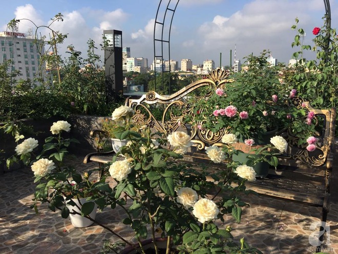 Bà mẹ hai con ở Hải Phòng chi gần 100 triệu tạo vườn hồng hoa nở đẹp như ở Châu Âu - Ảnh 2.