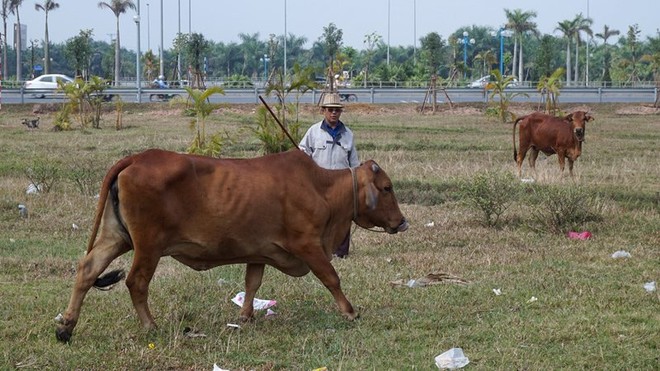 Vườn hoa giữa Hà Nội thành nơi chăn bò, thả gà - Ảnh 2.