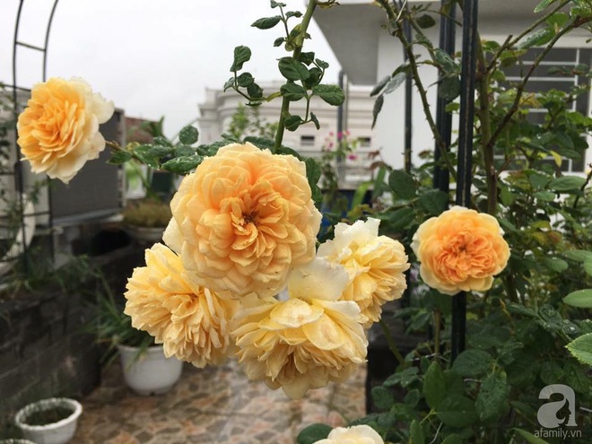 Bà mẹ hai con ở Hải Phòng chi gần 100 triệu tạo vườn hồng hoa nở đẹp như ở Châu Âu - Ảnh 11.