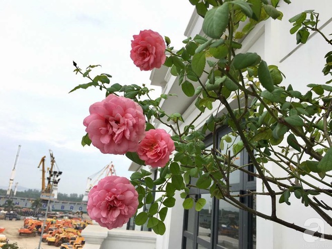 Bà mẹ hai con ở Hải Phòng chi gần 100 triệu tạo vườn hồng hoa nở đẹp như ở Châu Âu - Ảnh 12.