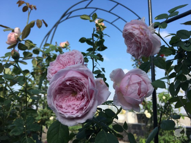Bà mẹ hai con ở Hải Phòng chi gần 100 triệu tạo vườn hồng hoa nở đẹp như ở Châu Âu - Ảnh 13.