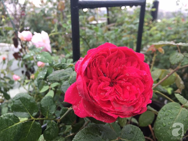Bà mẹ hai con ở Hải Phòng chi gần 100 triệu tạo vườn hồng hoa nở đẹp như ở Châu Âu - Ảnh 15.