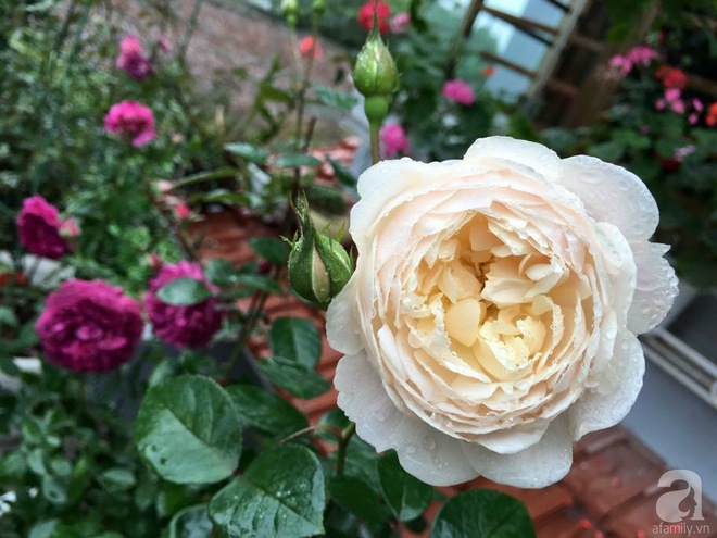 Bà mẹ hai con ở Hải Phòng chi gần 100 triệu tạo vườn hồng hoa nở đẹp như ở Châu Âu - Ảnh 18.