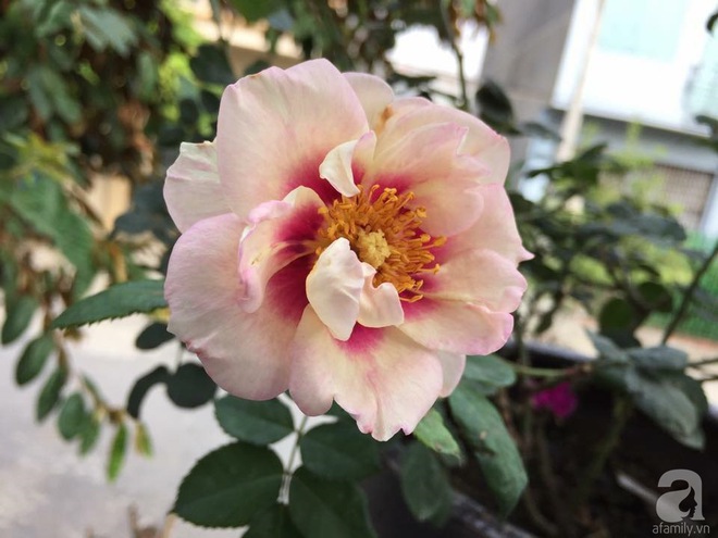 Bà mẹ hai con ở Hải Phòng chi gần 100 triệu tạo vườn hồng hoa nở đẹp như ở Châu Âu - Ảnh 19.