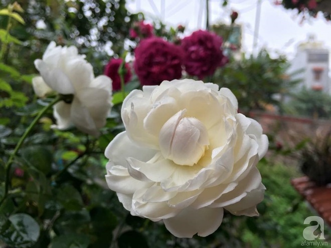 Bà mẹ hai con ở Hải Phòng chi gần 100 triệu tạo vườn hồng hoa nở đẹp như ở Châu Âu - Ảnh 20.