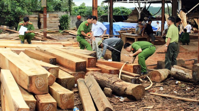  Lộ đường dây lâm tặc do Hà “đen” cầm đầu  - Ảnh 1.