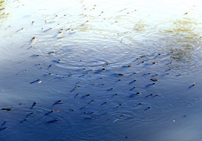 Cá chết trên sông An Cựu là do nước thải sinh hoạt - Ảnh 1.