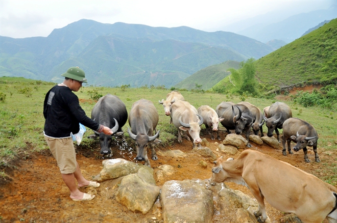 Triệu phú trâu, bò thả tiền tỷ trên núi Tê Giác - Ảnh 2.
