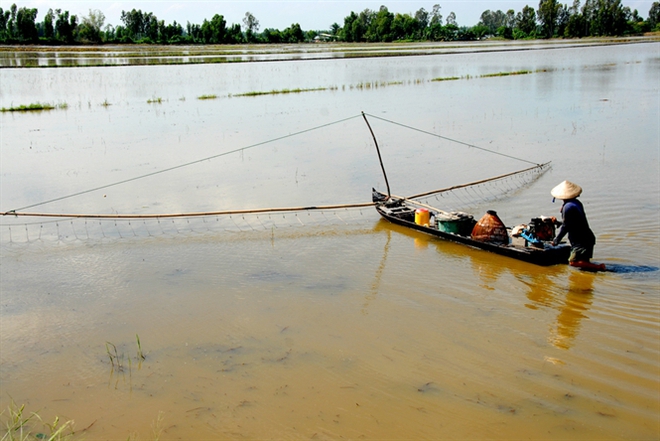 [Ảnh]: Nghề đẩy côn bắt cá lóc ở miền Tây - Ảnh 2.