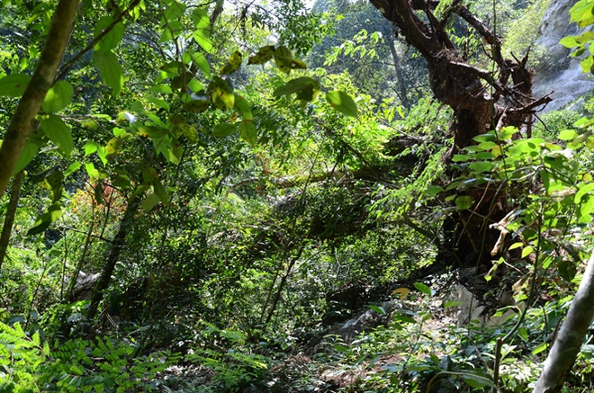  [Ảnh]: Ngưỡng mộ quần thể rừng nghiến 1.000 năm tuổi được công nhận là cây di sản - Ảnh 3.