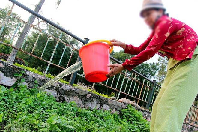 Giữa hồ bao cao su, ven bờ kim tiêm: Múc nước Linh Đàm tưới rau - Ảnh 2.