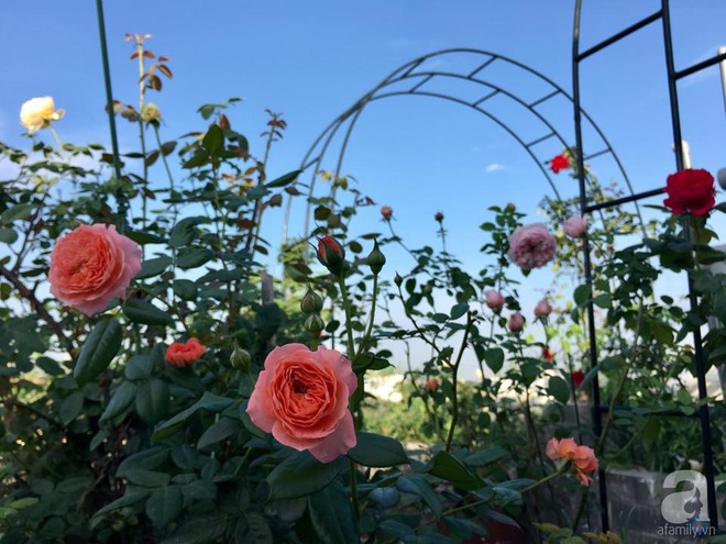 Bà mẹ hai con ở Hải Phòng chi gần 100 triệu tạo vườn hồng hoa nở đẹp như ở Châu Âu - Ảnh 3.
