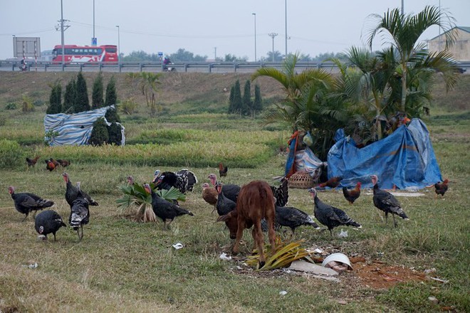 Vườn hoa giữa Hà Nội thành nơi chăn bò, thả gà - Ảnh 3.