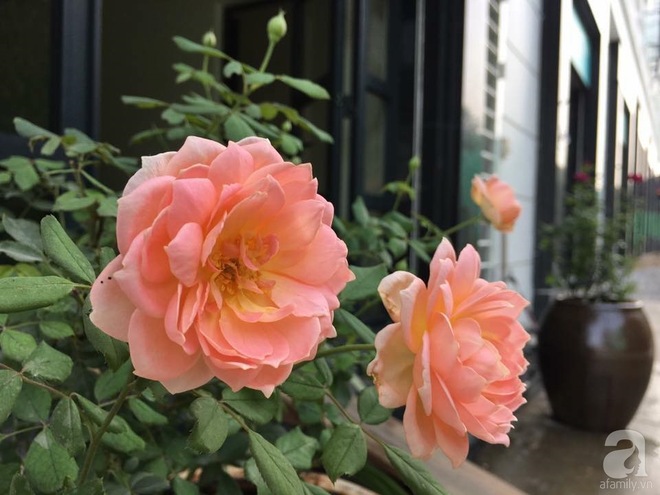Bà mẹ hai con ở Hải Phòng chi gần 100 triệu tạo vườn hồng hoa nở đẹp như ở Châu Âu - Ảnh 23.
