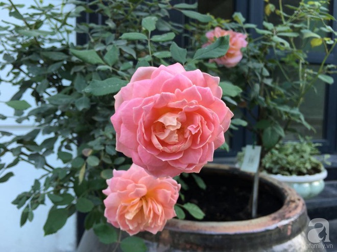 Bà mẹ hai con ở Hải Phòng chi gần 100 triệu tạo vườn hồng hoa nở đẹp như ở Châu Âu - Ảnh 24.