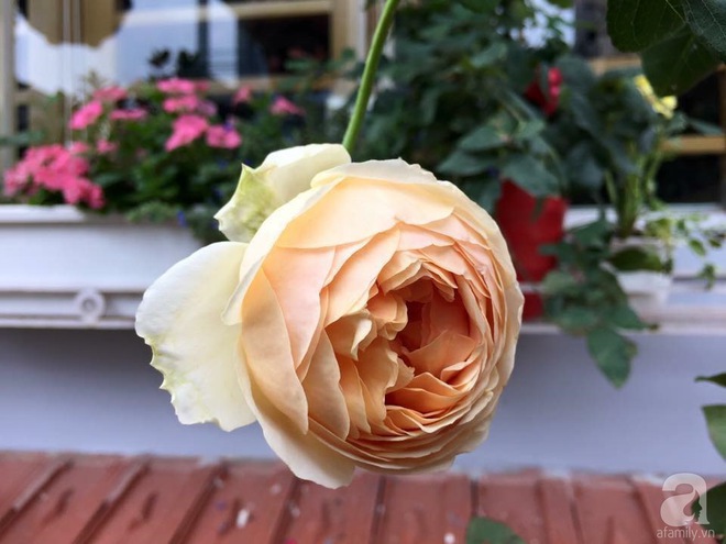 Bà mẹ hai con ở Hải Phòng chi gần 100 triệu tạo vườn hồng hoa nở đẹp như ở Châu Âu - Ảnh 25.