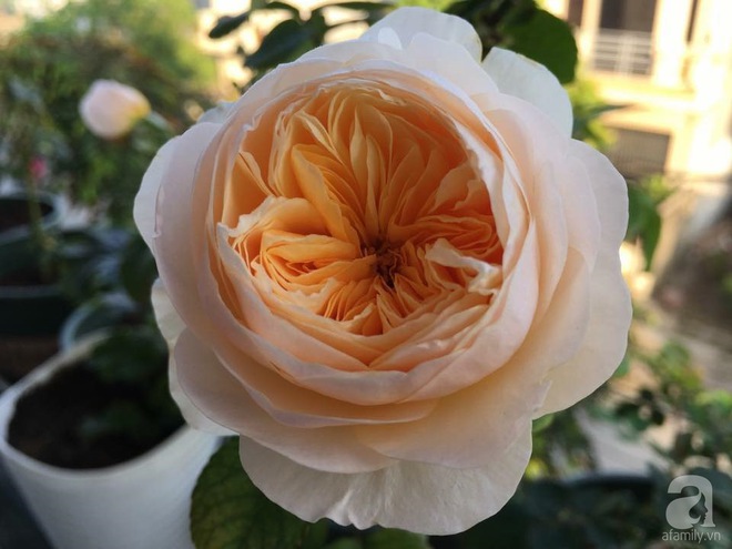 Bà mẹ hai con ở Hải Phòng chi gần 100 triệu tạo vườn hồng hoa nở đẹp như ở Châu Âu - Ảnh 26.