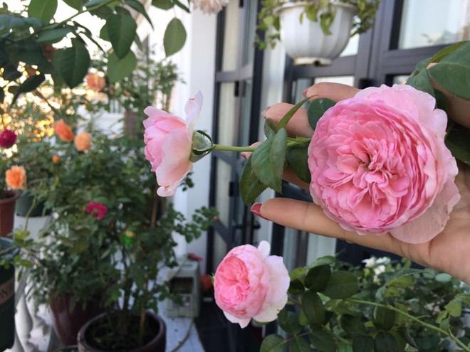 Bà mẹ hai con ở Hải Phòng chi gần 100 triệu tạo vườn hồng hoa nở đẹp như ở Châu Âu - Ảnh 28.