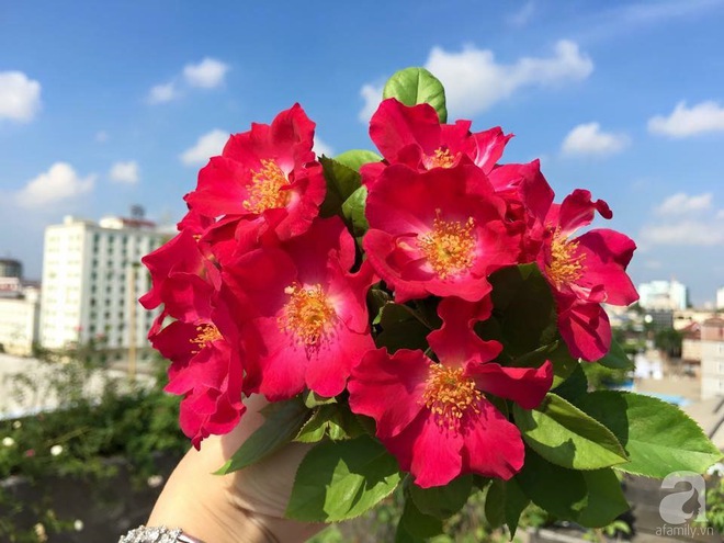 Bà mẹ hai con ở Hải Phòng chi gần 100 triệu tạo vườn hồng hoa nở đẹp như ở Châu Âu - Ảnh 30.