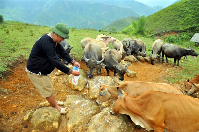 Triệu phú trâu, bò thả tiền tỷ trên núi Tê Giác - Ảnh 3.