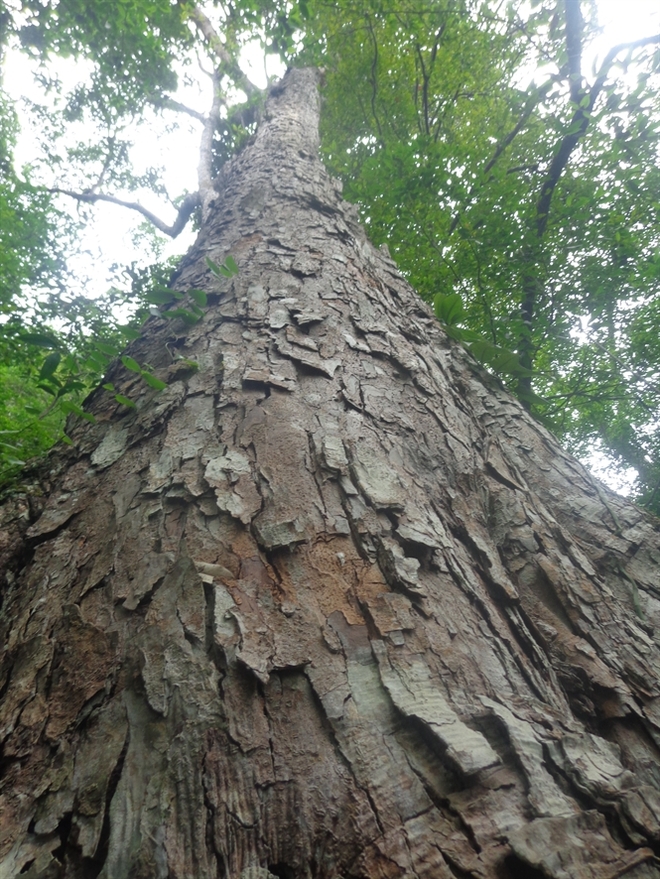  [Ảnh]: Ngưỡng mộ quần thể rừng nghiến 1.000 năm tuổi được công nhận là cây di sản - Ảnh 4.
