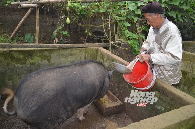 Ở nơi vạn vật và con người trở nên kỳ ảo, 105 tuổi vẫn đi chăn trâu - Ảnh 3.